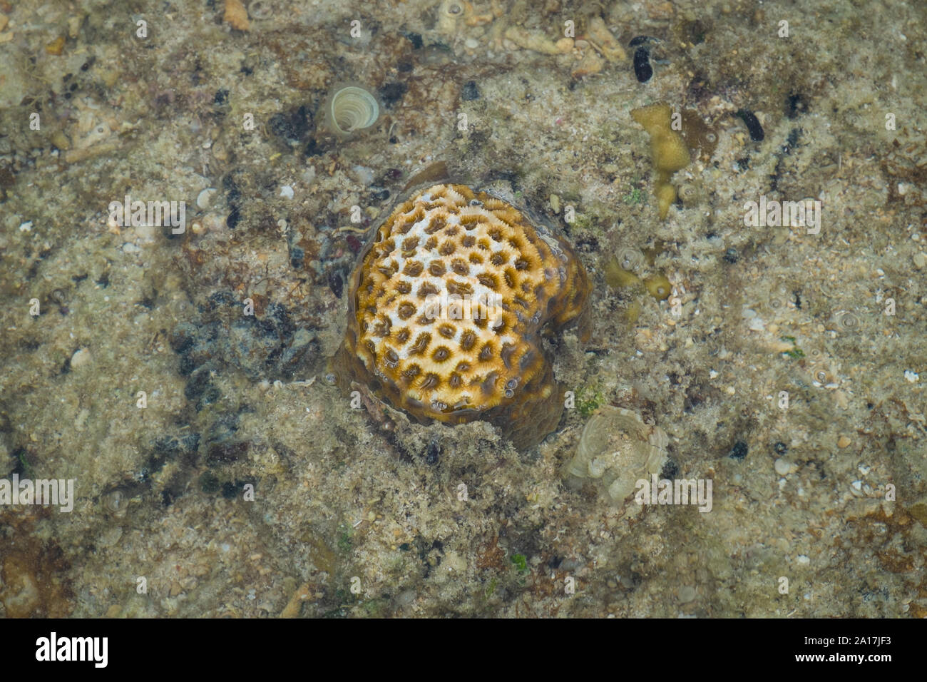 Brittle Star and sea stars in the coral reef on Mindanao in the
