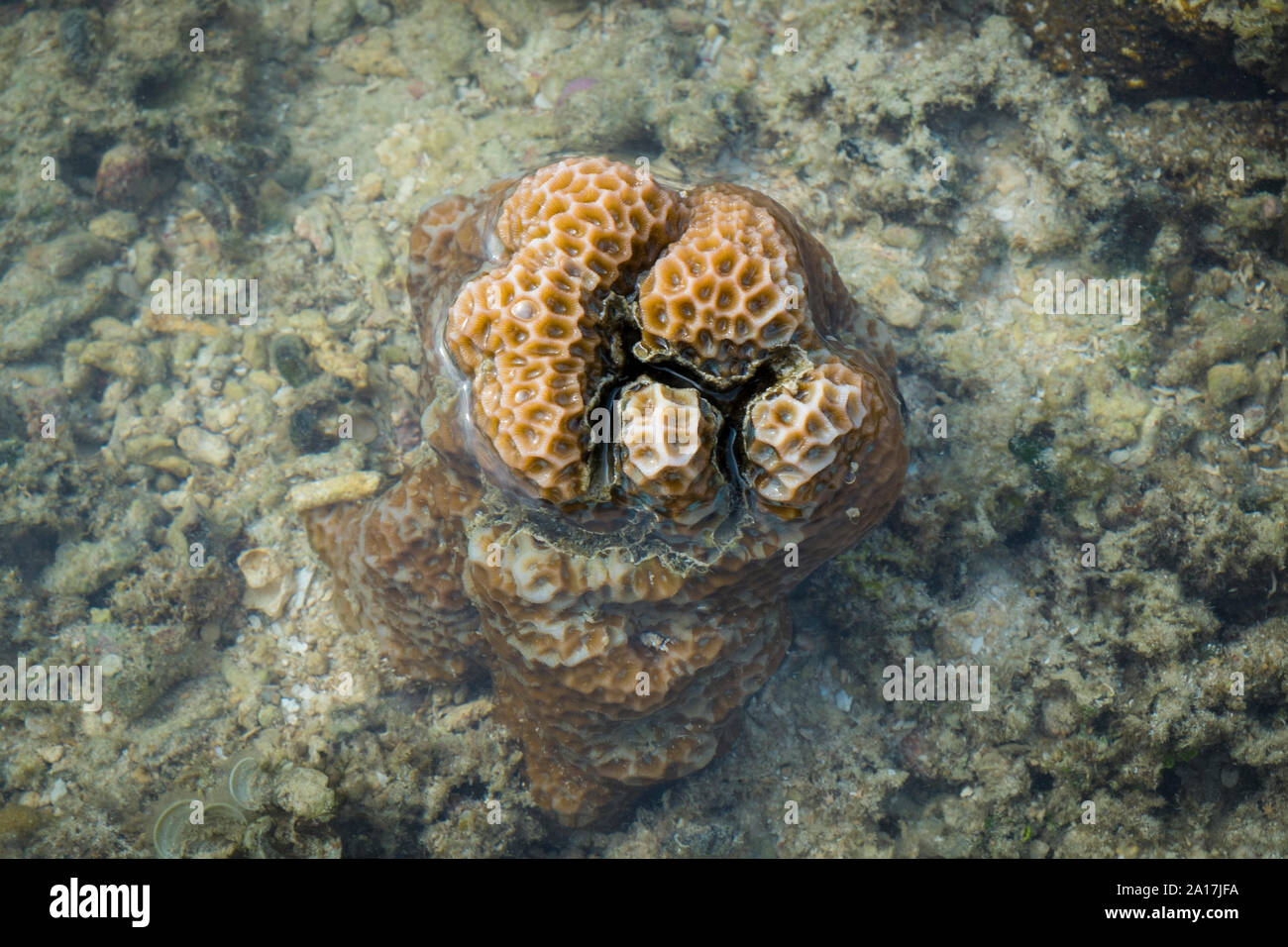 Brittle Star and sea stars in the coral reef on Mindanao in the