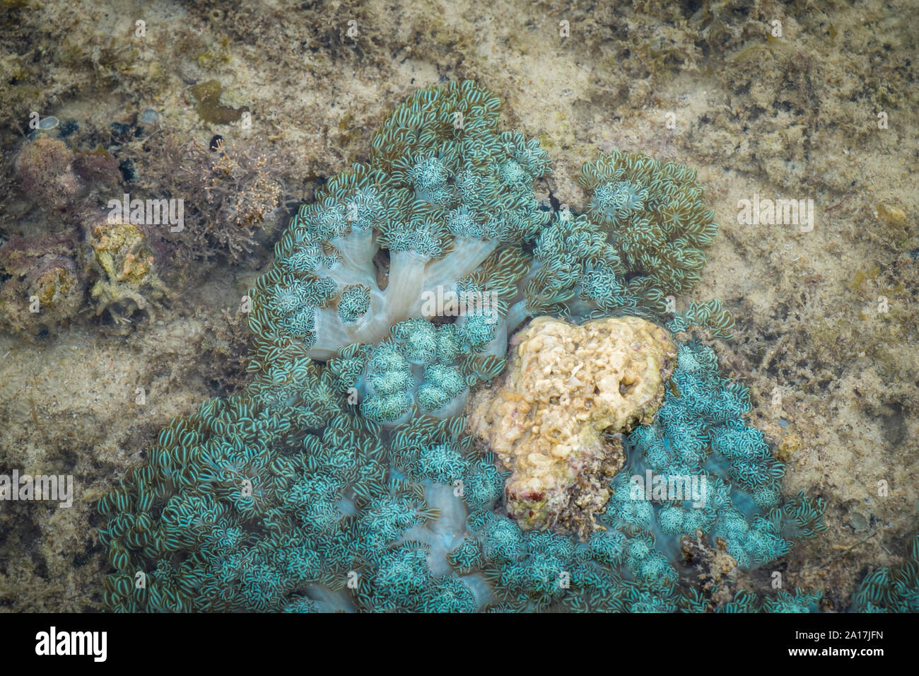 Brittle Star and sea stars in the coral reef on Mindanao in the