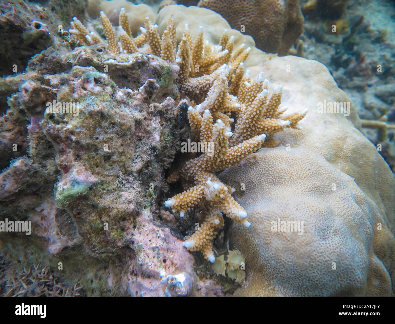 Brittle Star and sea stars in the coral reef on Mindanao in the