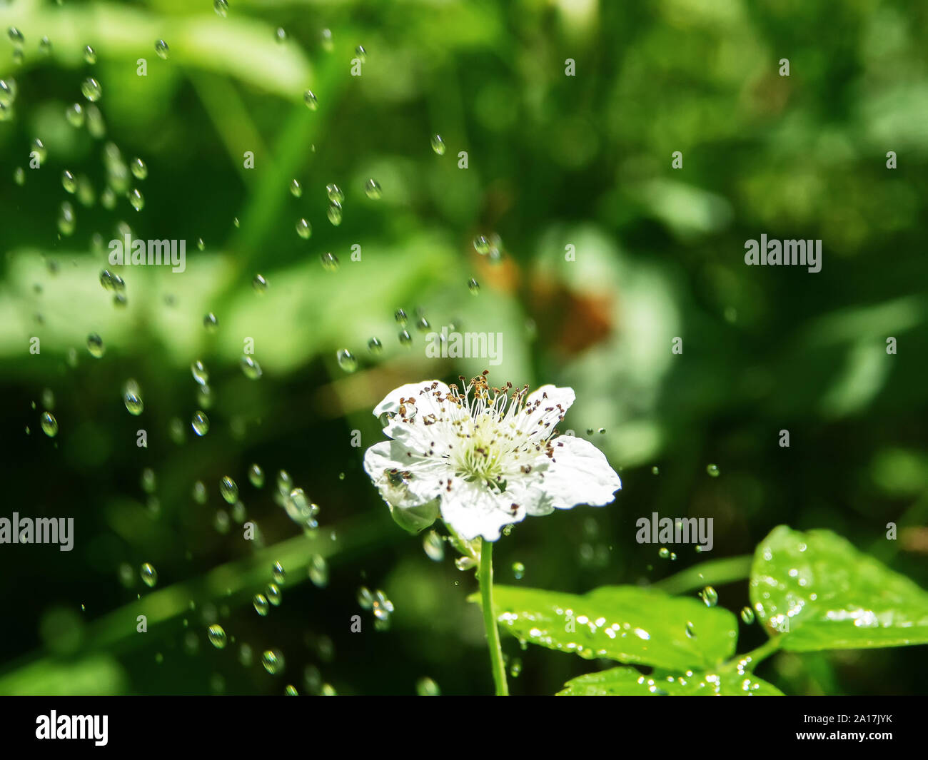 Pouring rain (heavy fall of rain) over flowering strawberry, wild strawberry Stock Photo