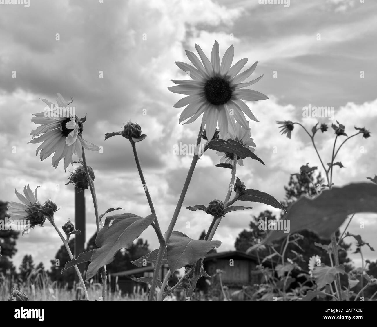 Flagstaff sunflowers hi-res stock photography and images - Alamy