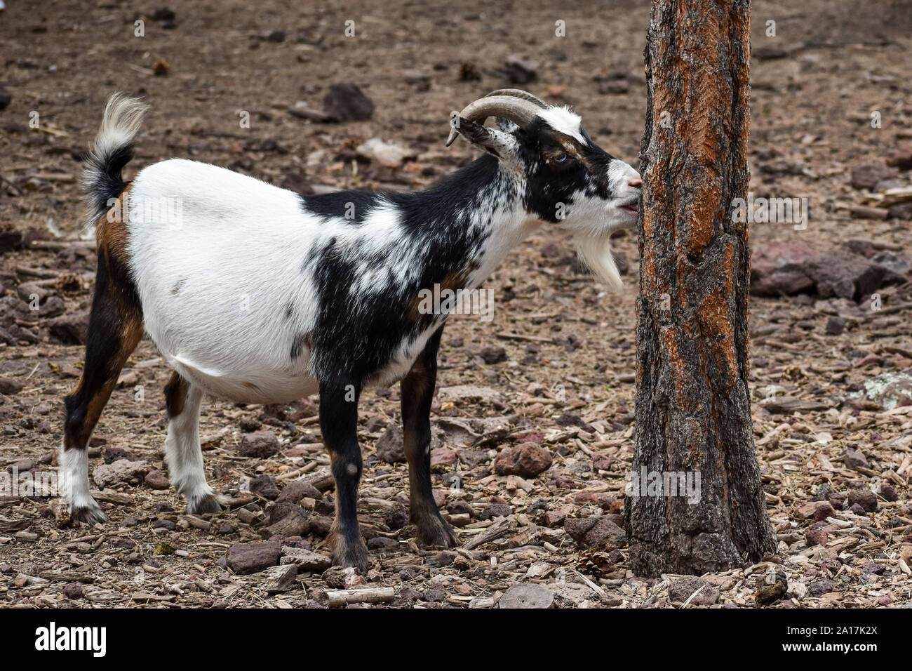 goat eating tree bark Stock Photo Alamy
