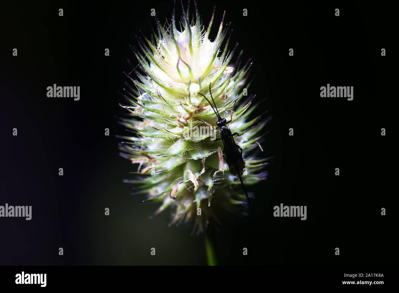 Ear of plants and parasitic insect ichneumon (Braconidae). Macro on black background Stock Photo