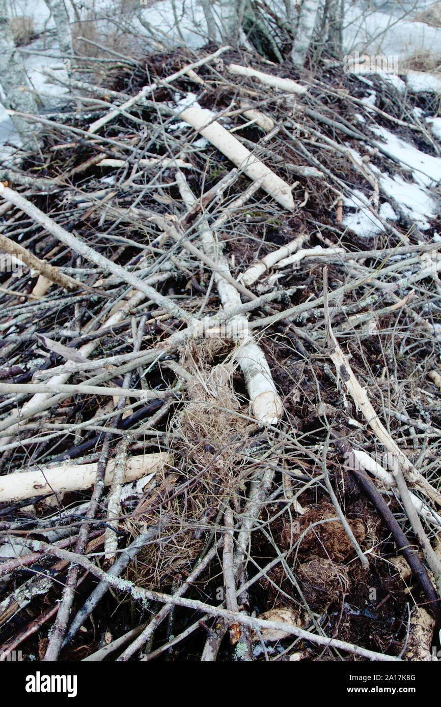 Beavers live under ice in winter, beaver dam. Beavers have built dam, raised water level in river, after ice formation drain off water and under ice f Stock Photo