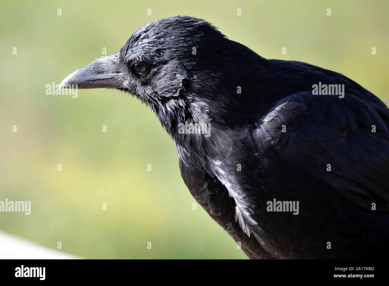 Crow, 4 Years old, Wildlife Stock Photo