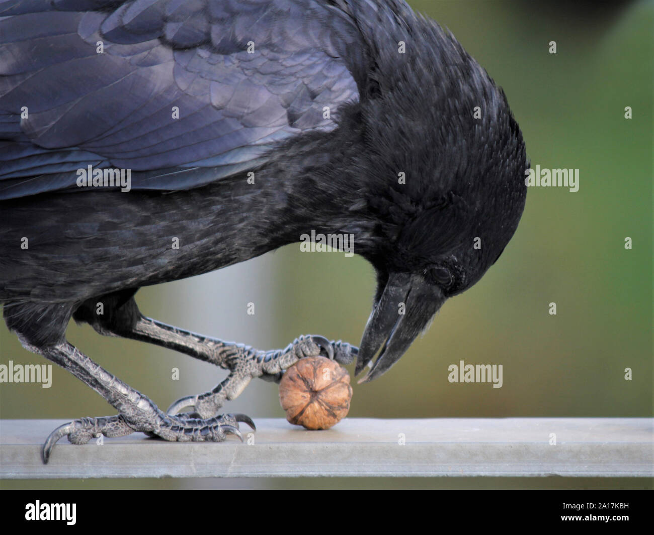 Crow with Walnut Stock Photo