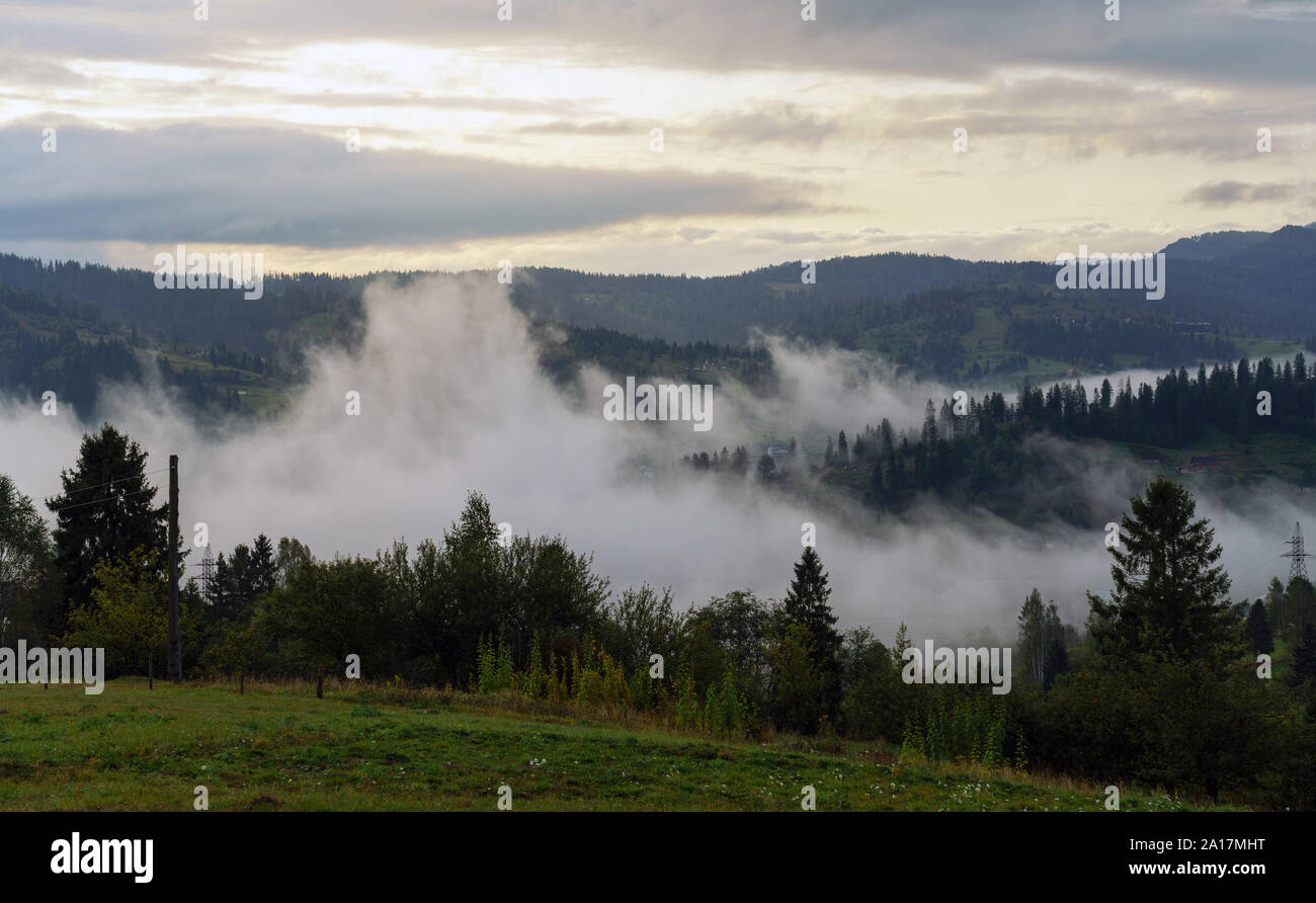 Misty pine forest hi-res stock photography and images - Alamy