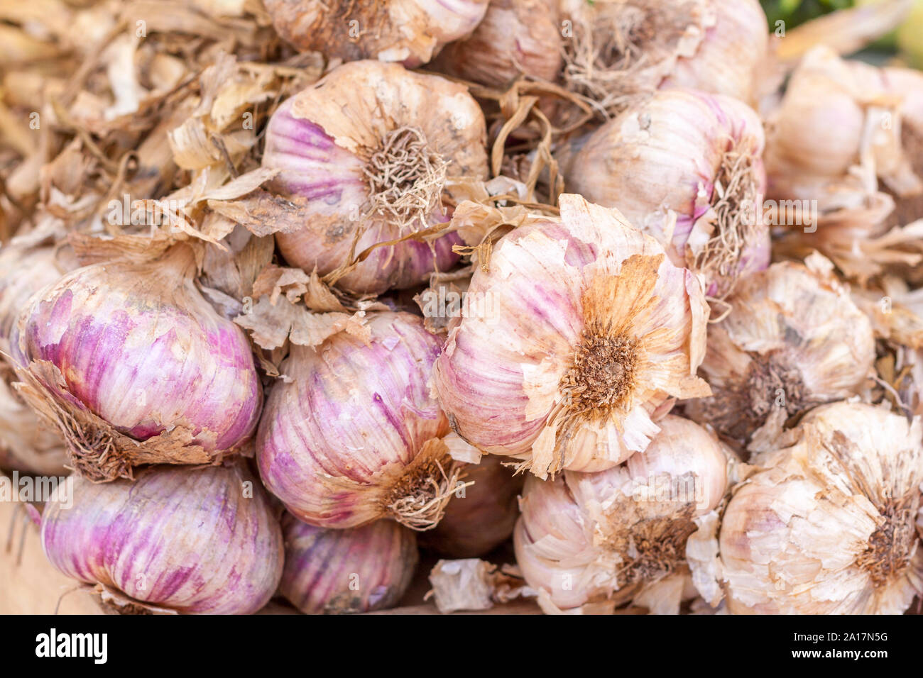 Close-up of a bunch of fresh garlic bulbs Stock Photo