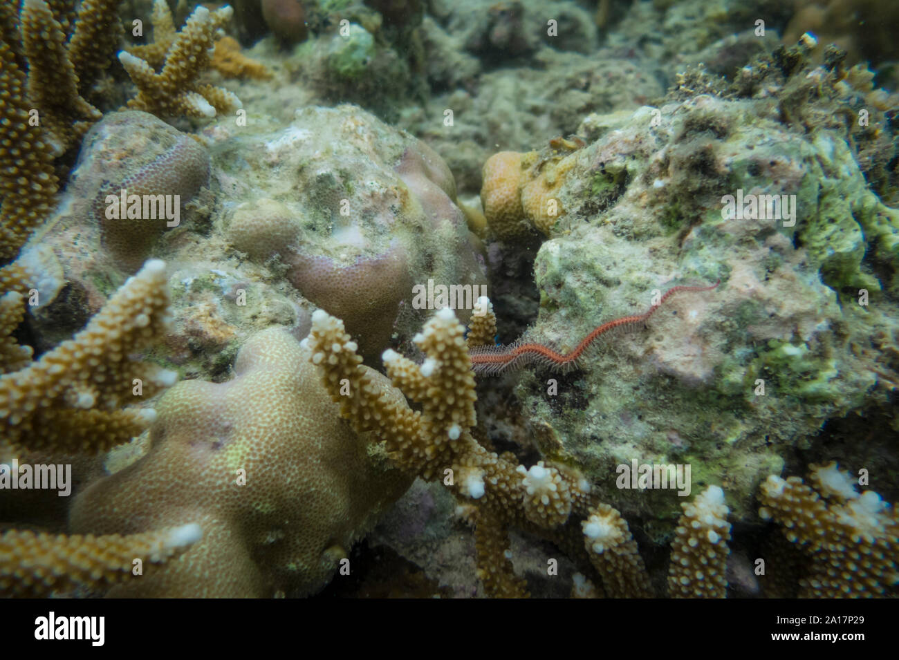 Brittle Star and sea stars in the coral reef on Mindanao in the