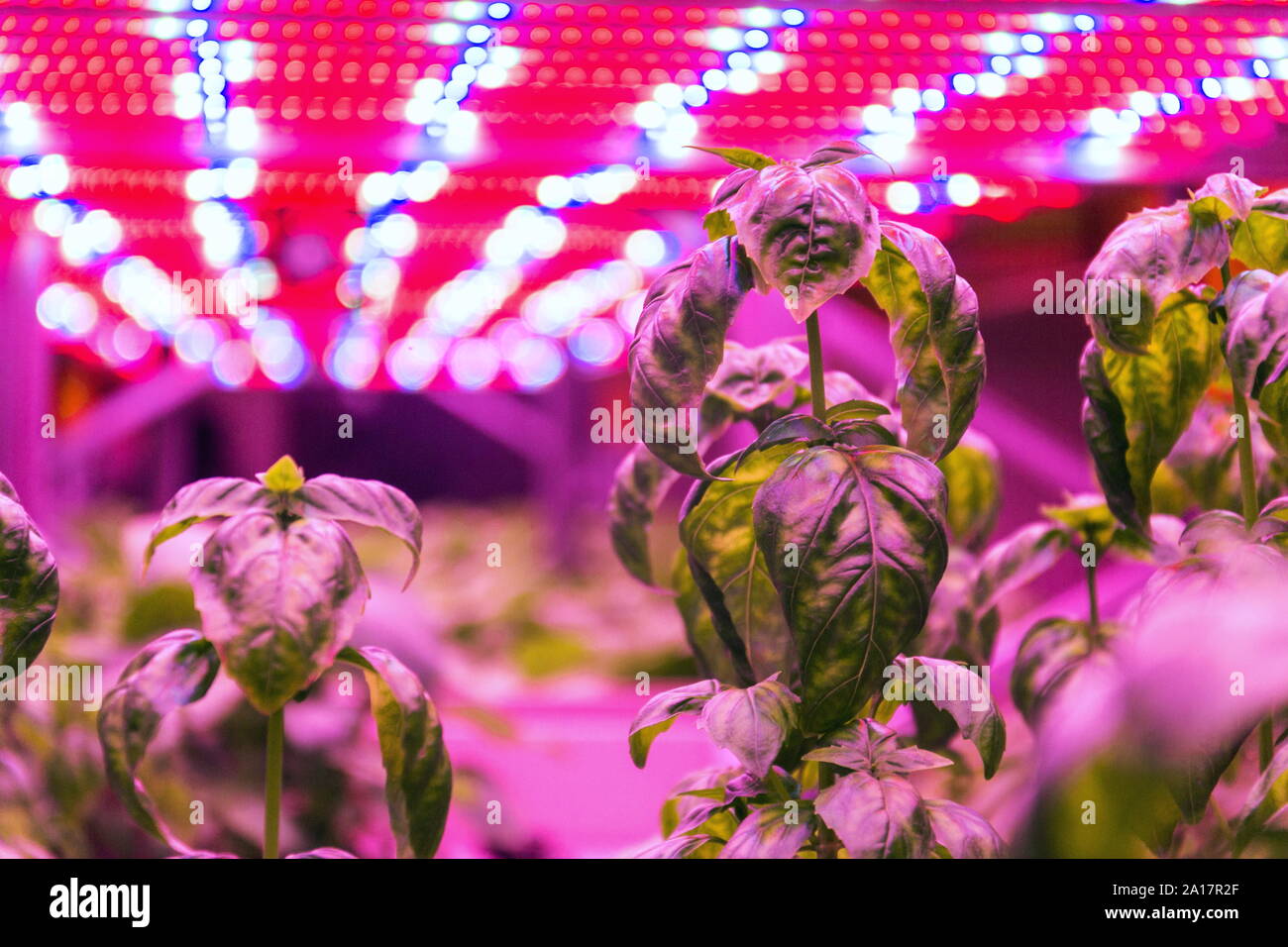 Special LED lights belts above basil herb in aquaponics system ...