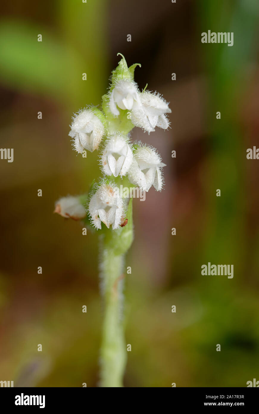 Creeping Lady's-tresses - Goodyera repens  Closeup of flower spike Stock Photo