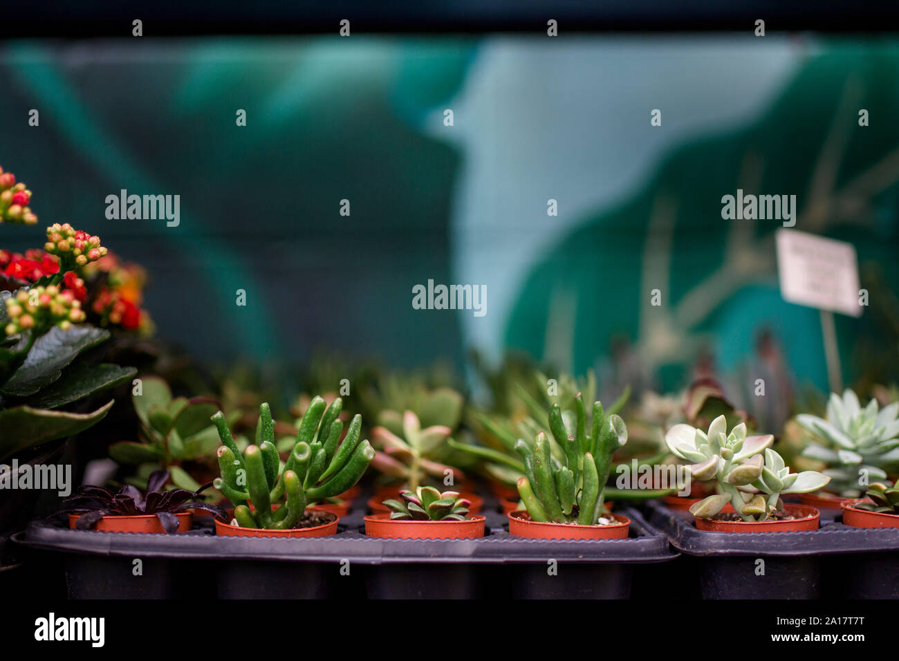 rows of tiny potted plants sit on a shelf in a garden store Stock Photo
