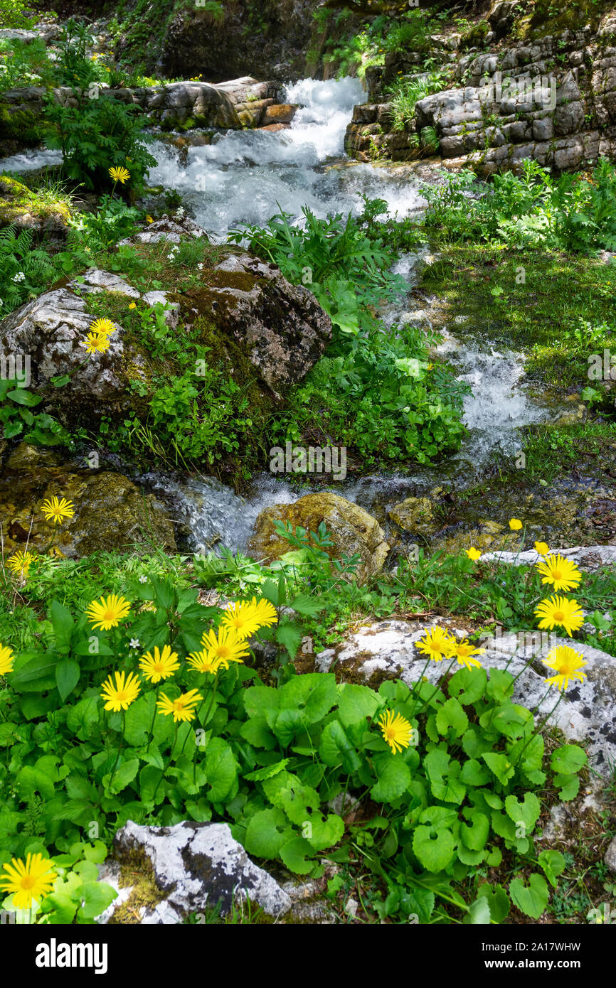 National flower of albania hires stock photography and images Alamy