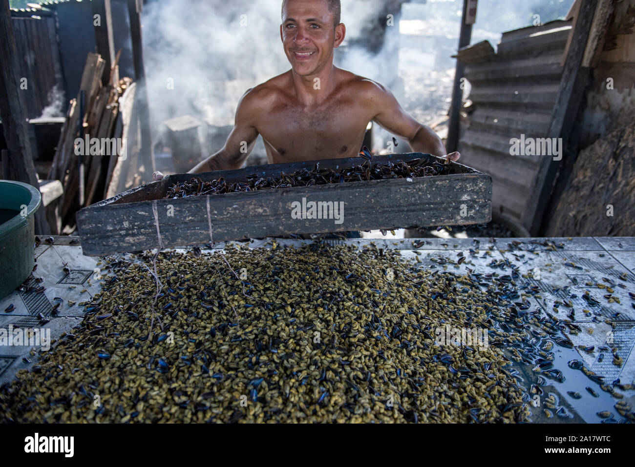 Smiling man sieving and cleaning clams Stock Photo