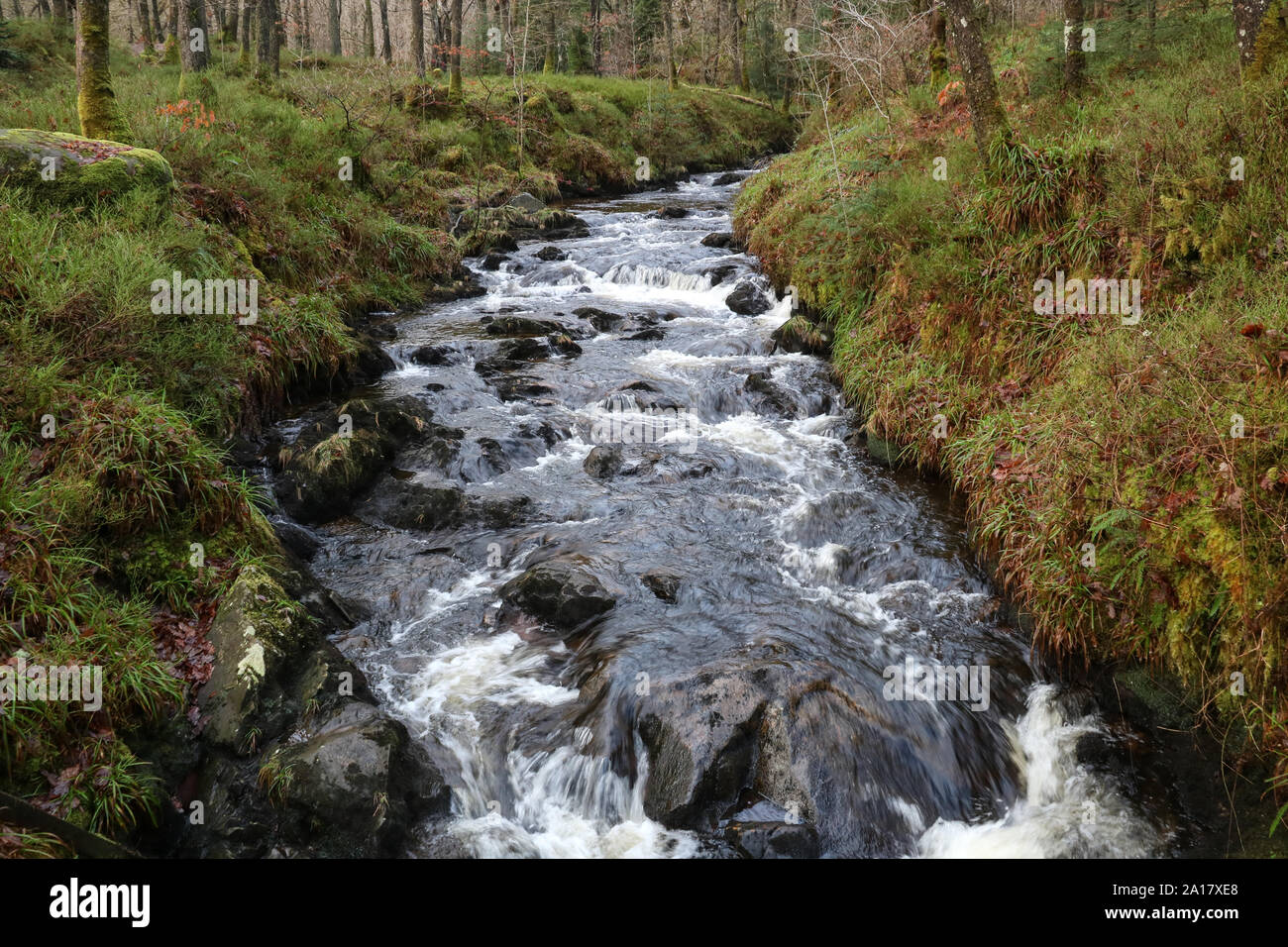 Stream in winter forest hi-res stock photography and images - Alamy
