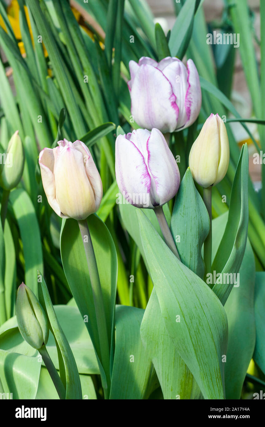 Group of tulipa Shirley a white tulip with purple edges. Bowl shaped tulip belonging to the Triumph tulip group Division 3 Stock Photo