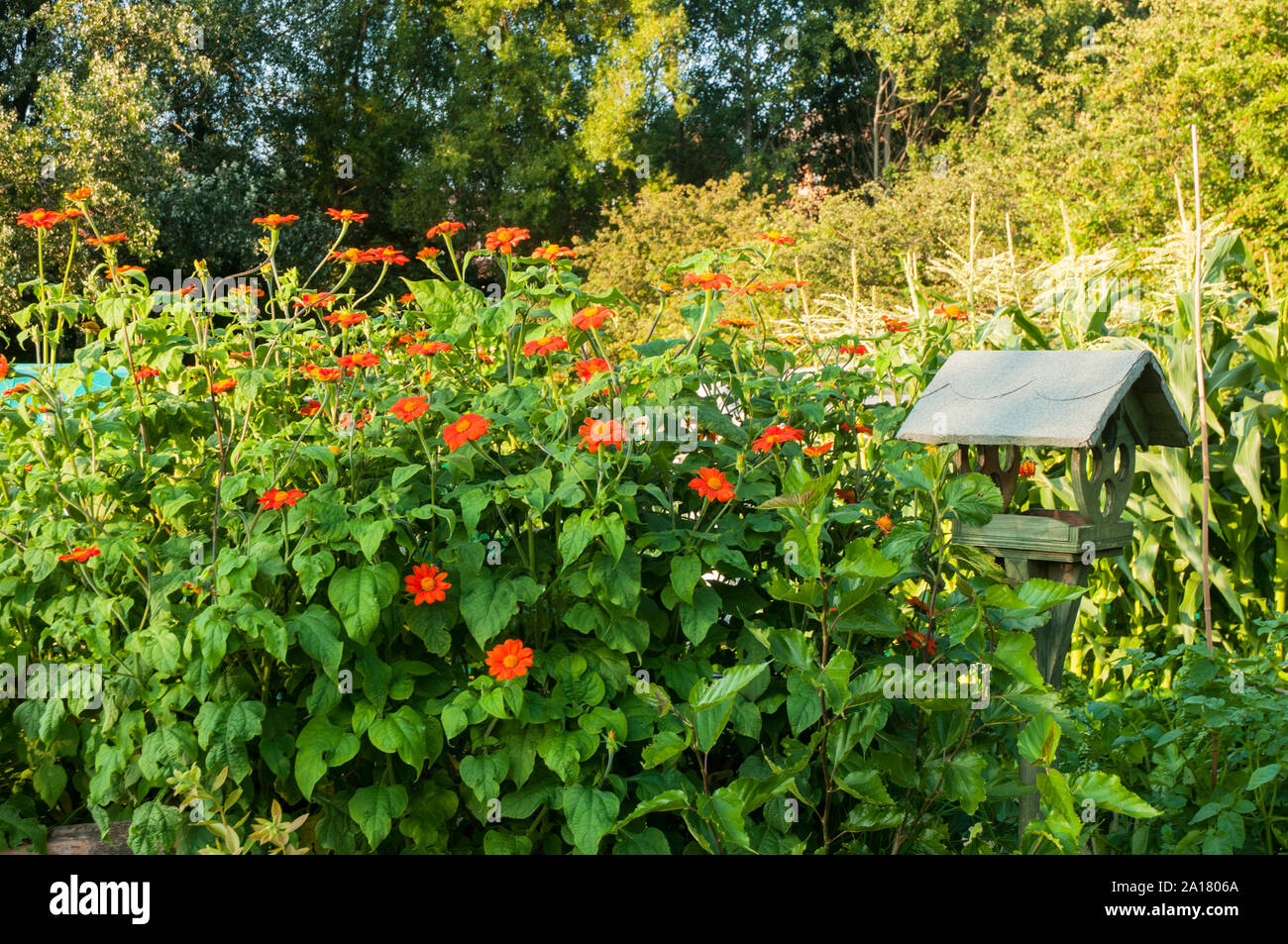 Large clump of Helenium with  orange ray florets and yellow disc florets growing in a border next to a covered bird table  A hardy perennial plant Stock Photo