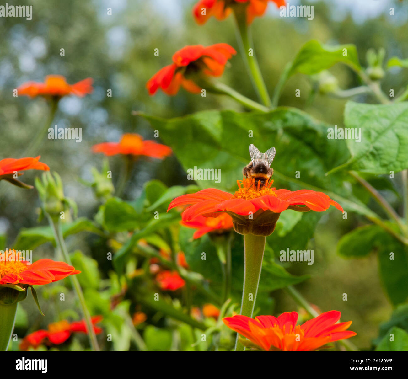 Bumble Bee Bombus terrestris collecting pollen from a Helenium flower showing wing and antennae detail  Wildlife and nature in its natural habitat Stock Photo