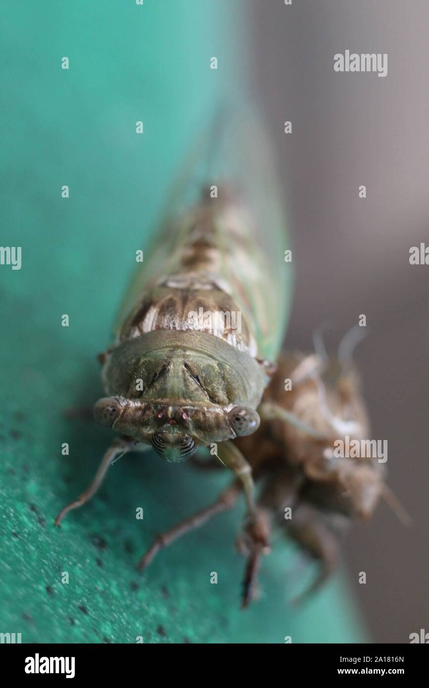 A cicada (Cicadoidea) shortly after leaving his shell Stock Photo