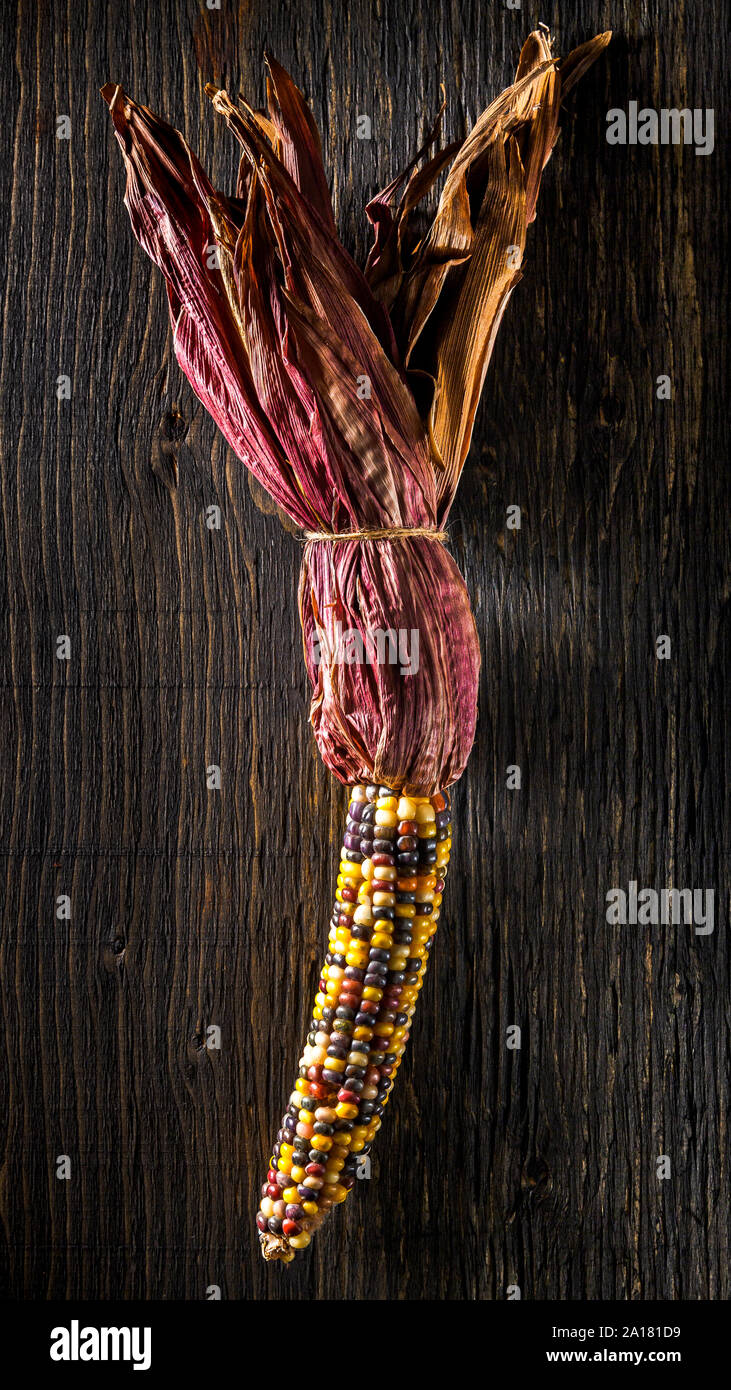 Dried multicolored corn cob on a textured, dark wood background Stock Photo