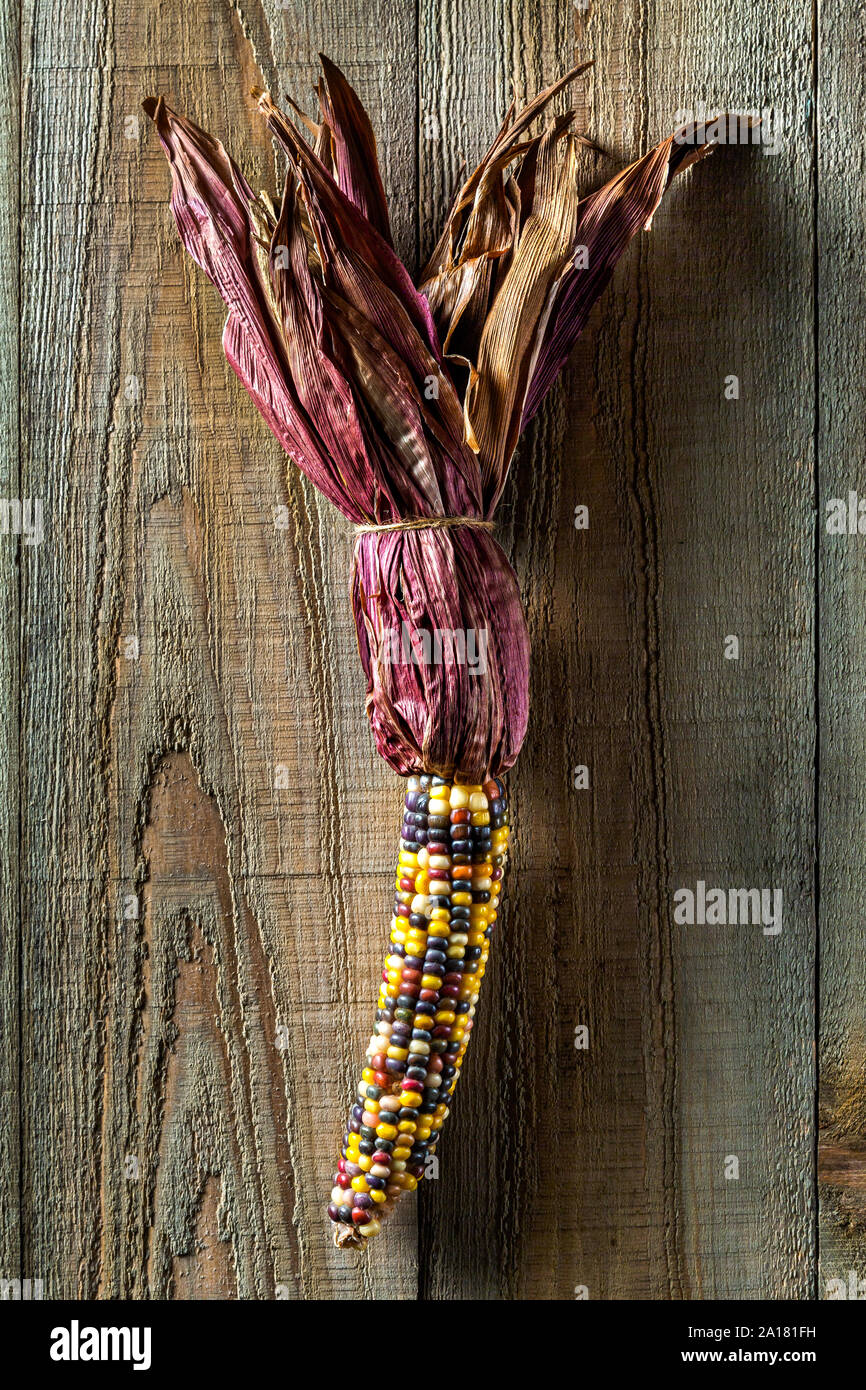 Dried multicolored corn cob on a textured, farm wood background Stock Photo