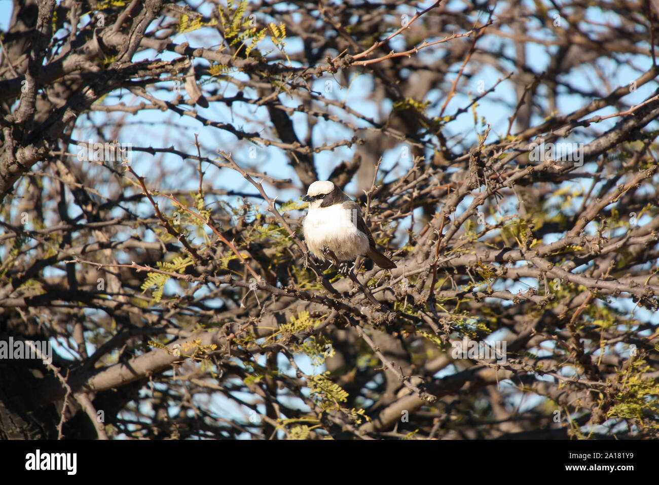 Southern White-crowned Shrike (Eurocephalus anguitimens) Stock Photo