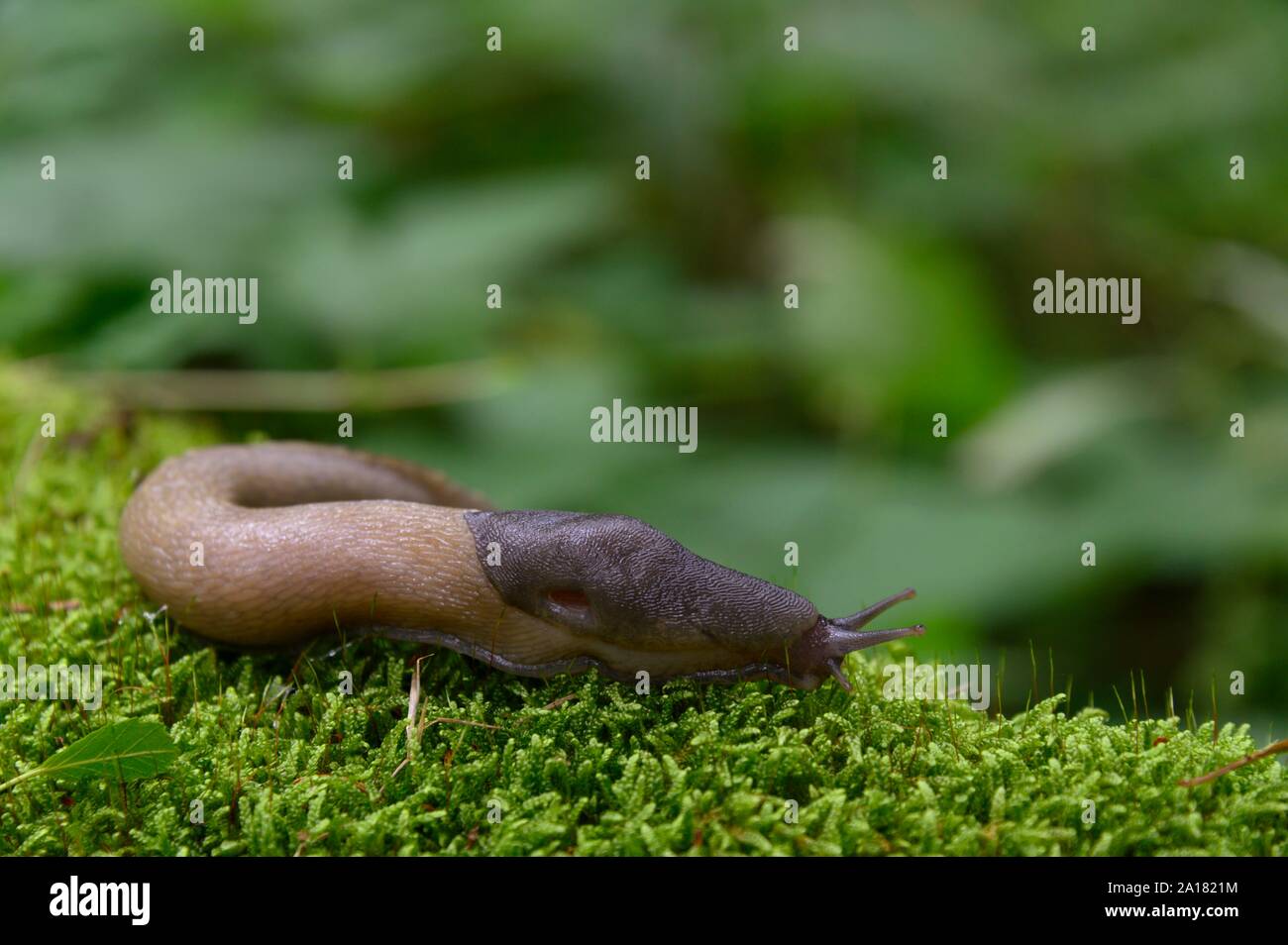 Ash black slug (Limax cinereoniger), color variant, Radenthein, Carinthia, Austria Stock Photo