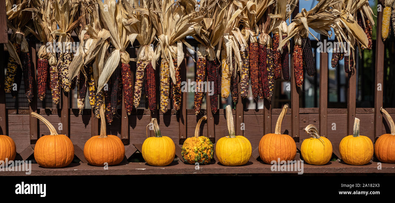 Pumpkins and Indian Corn on display at Farmer's Market, ready to be picked for Halloween and Thanksgiving fall holidays. Stock Photo