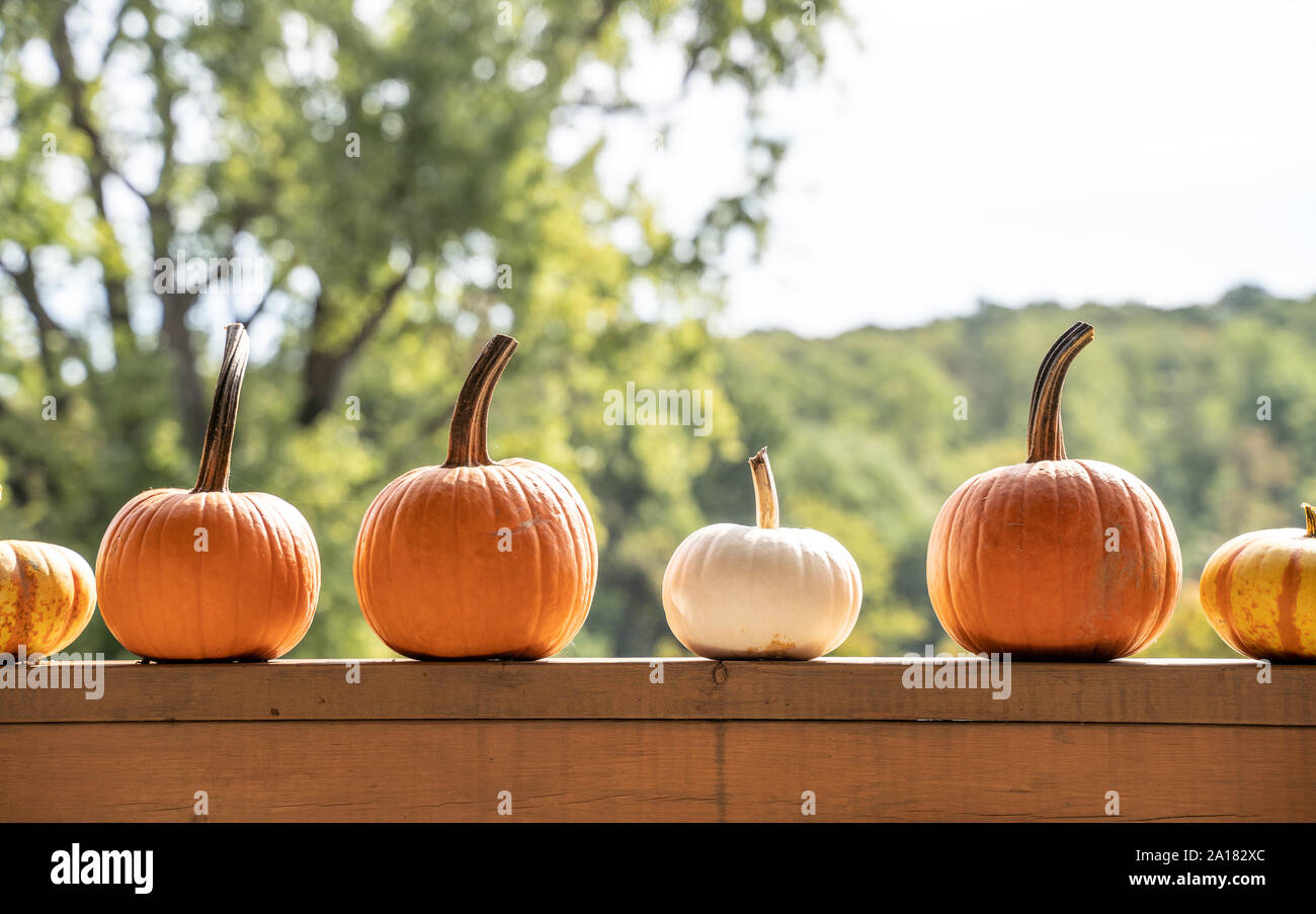 Orange and white pumpkins and gourds on fence, green trees in background. Stock Photo