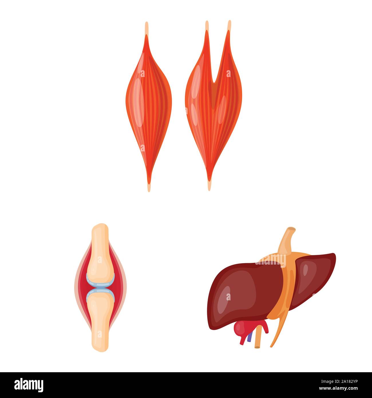Vector Vectors Stock Vector Image & Art - Alamy