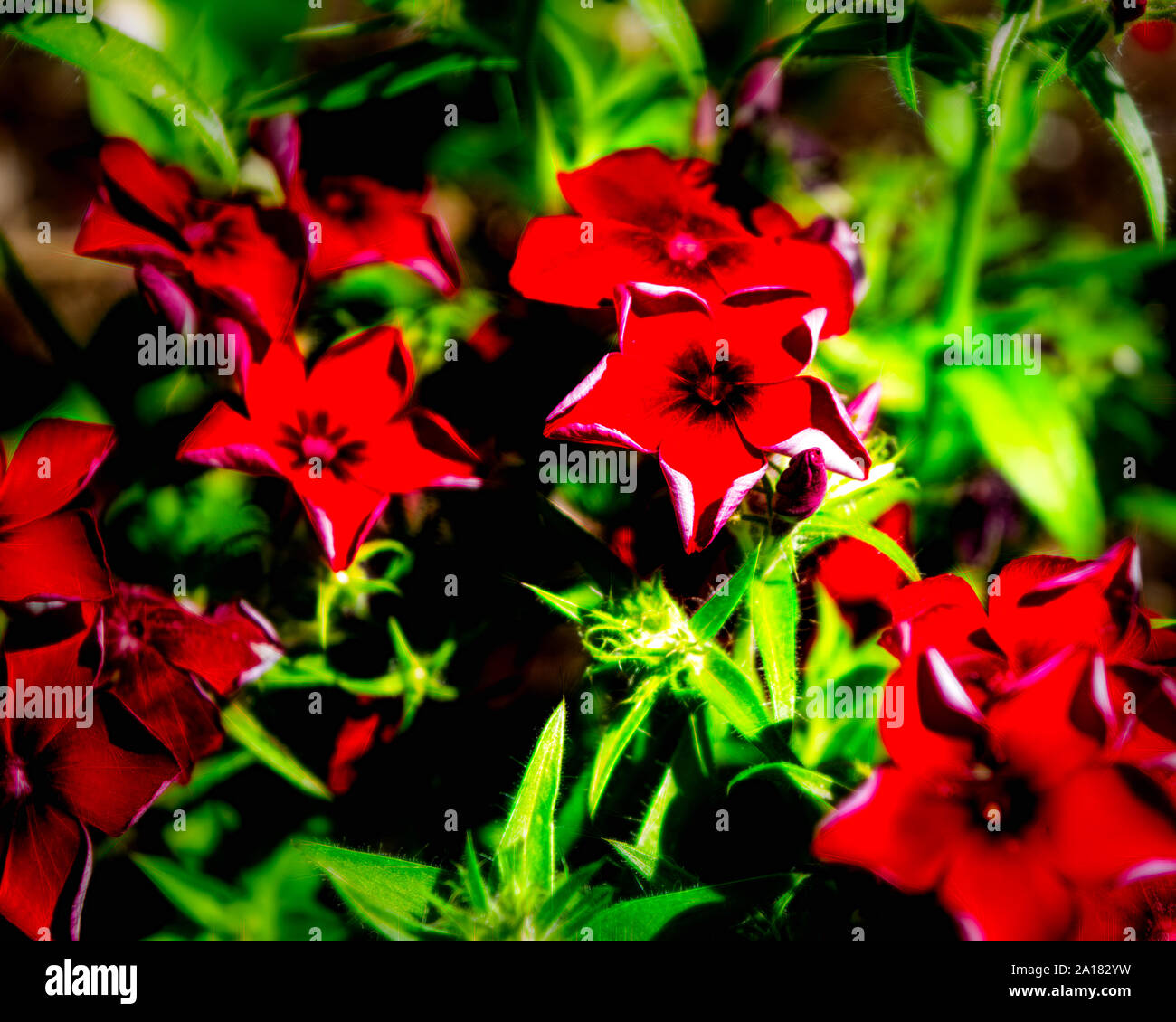Summer flowers and gardens hi-res stock photography and images - Alamy