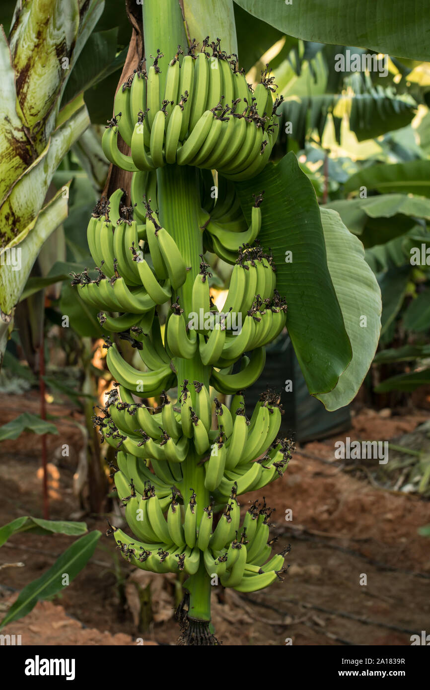How do bananas grow on trees hires stock photography and images Alamy