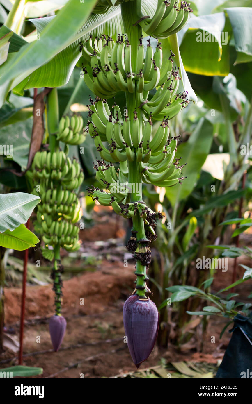 How do bananas grow on trees hires stock photography and images Alamy