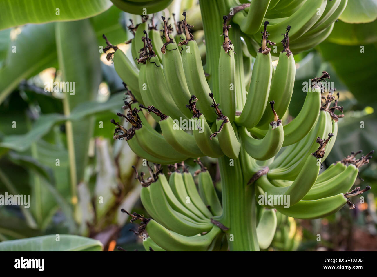 Bananas grow on trees hires stock photography and images Alamy