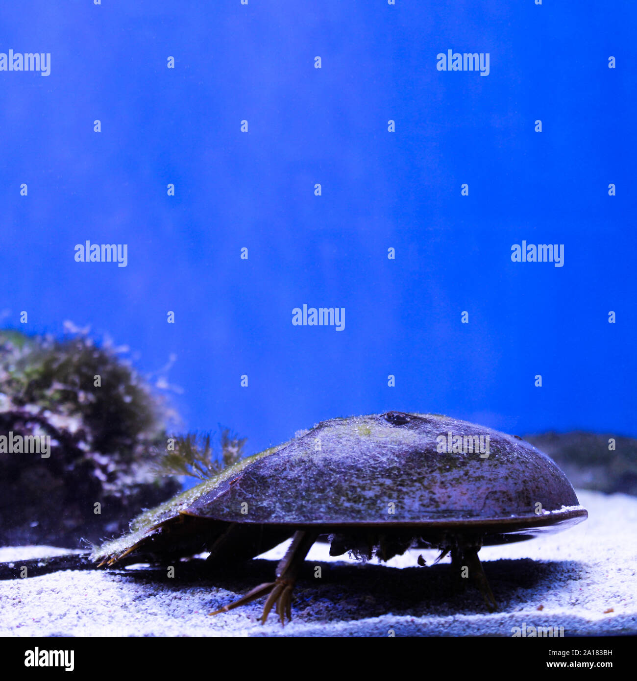 Marine background of xiphosura or horseshoe crab with copy space for