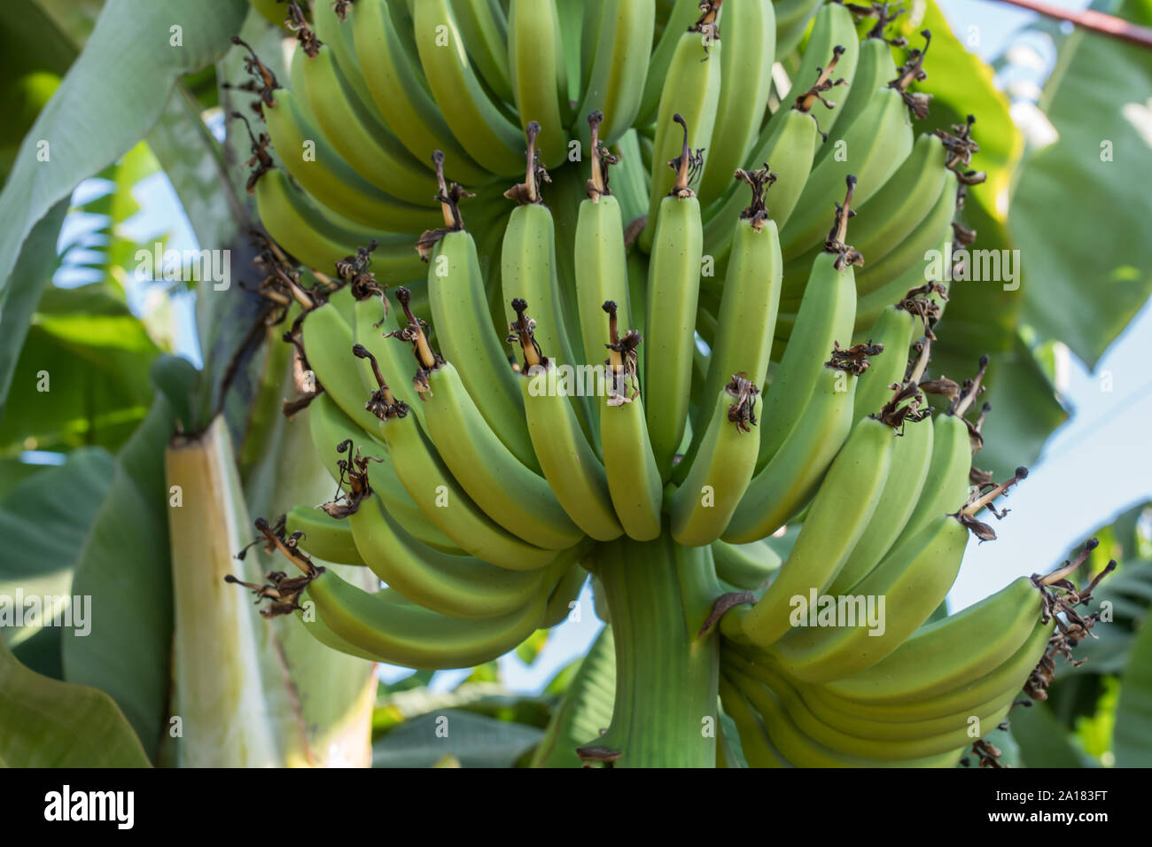 How do bananas grow on trees hi-res stock photography and images - Alamy