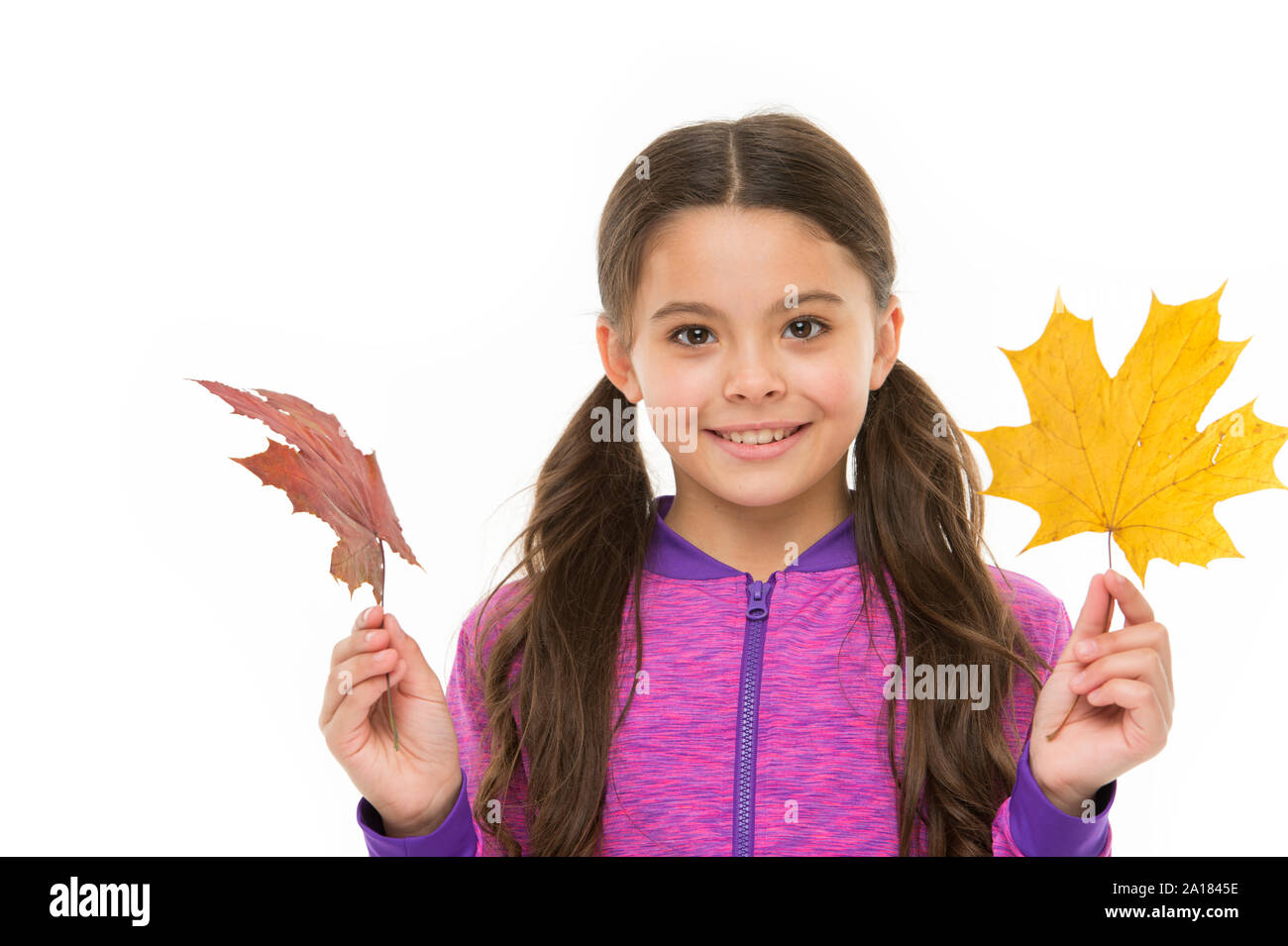 Kid Girl Hold Fallen Maple Leaves Happy Small Child Play With Autumn Leaves Kid Isolated On White Show Leaves Feelings Of Comfort And Nostalgia We Experience In Autumn Are Hard To Express