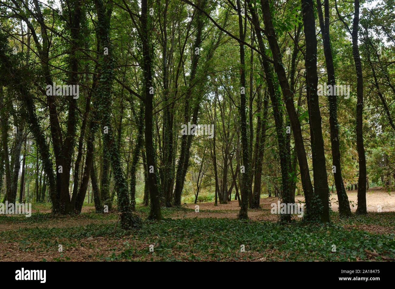 Forest scenery taken in central Portugal Stock Photo