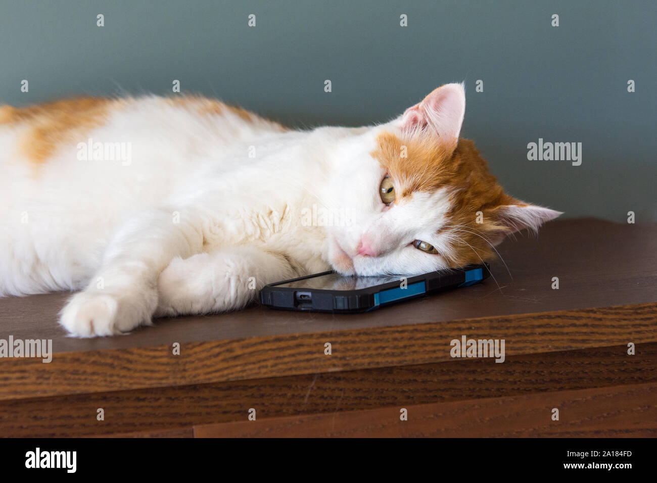 The cat fell asleep to quiet music, resting his head on the phone Stock