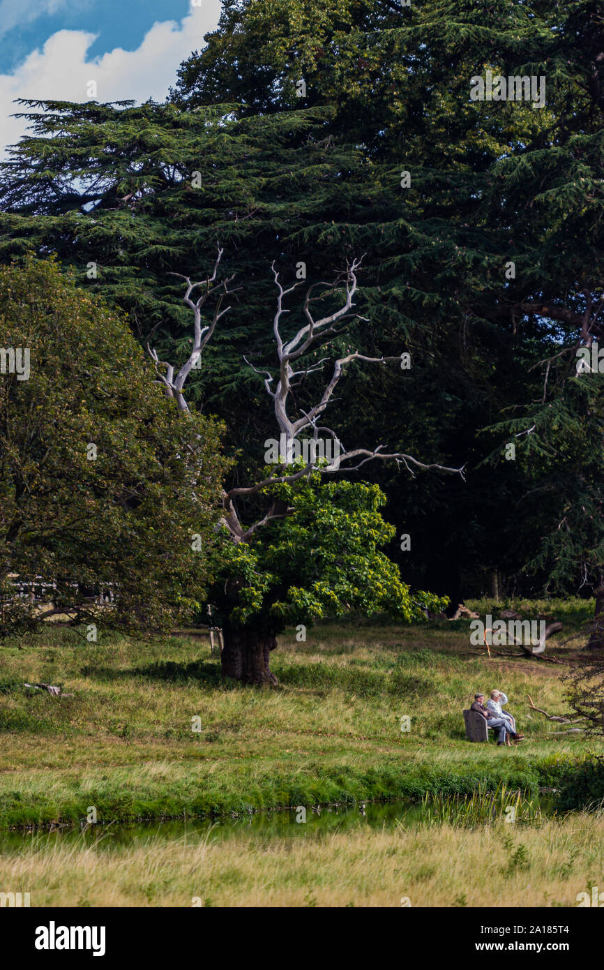Lightning struck tree hi-res stock photography and images - Alamy