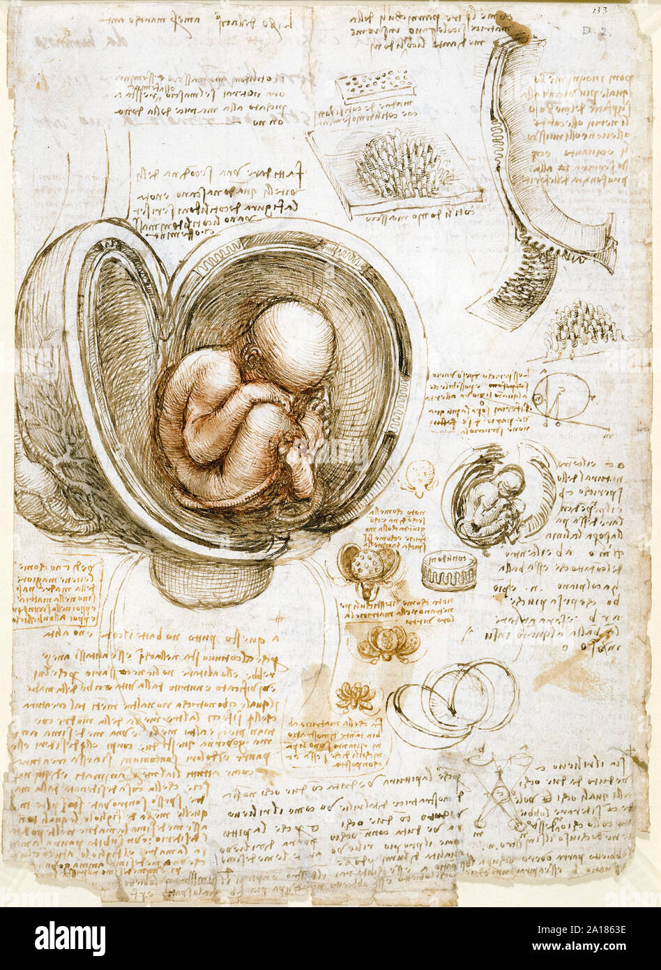 Studies of the Fetus in the Womb by Leonardo da Vinci (1452-1519) circa 1511 showing the human fetus in a breech position inside a dissected uterus. Stock Photo