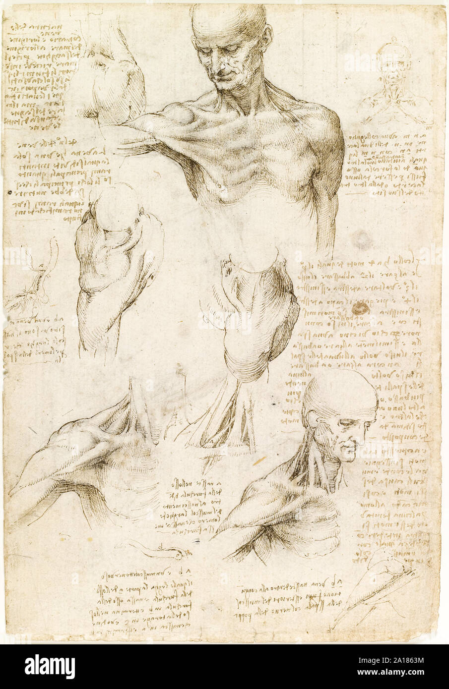 Superficial Anatomy of the Shoulder and Neck by Leonardo da Vinci (1452-1519) made between 1510-12 showing the muscles of the shoulder human. Stock Photo