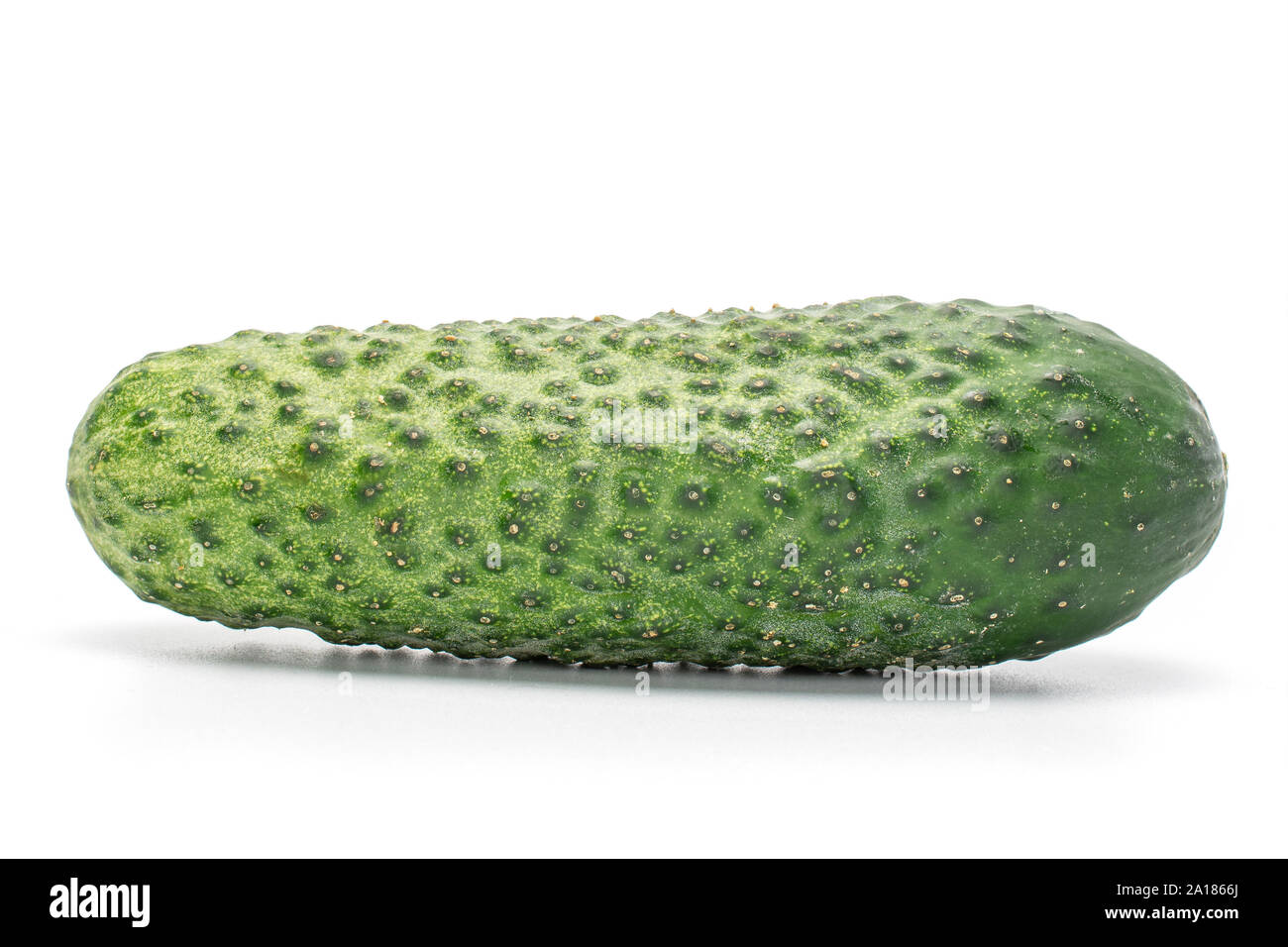 One whole fresh pickling cucumber isolated on white background Stock