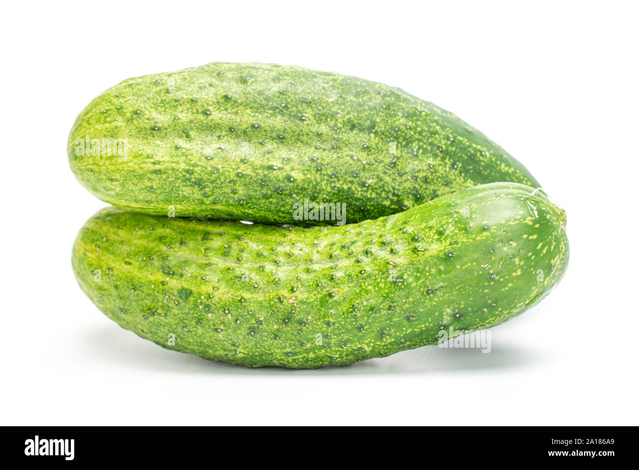 Group of two whole fresh green pickling cucumber with pimples isolated