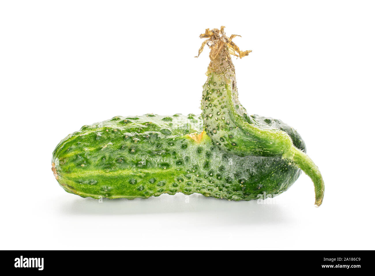 One whole fresh green pickling cucumber with outgrowth isolated on