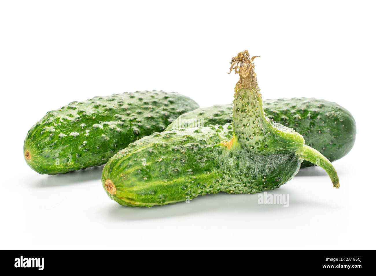 Group of three whole fresh green pickling cucumber with outgrowth