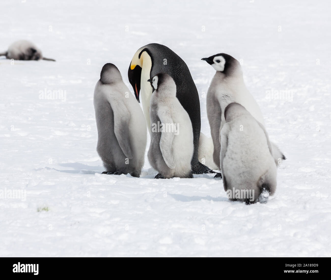 wildlife Stock Photo