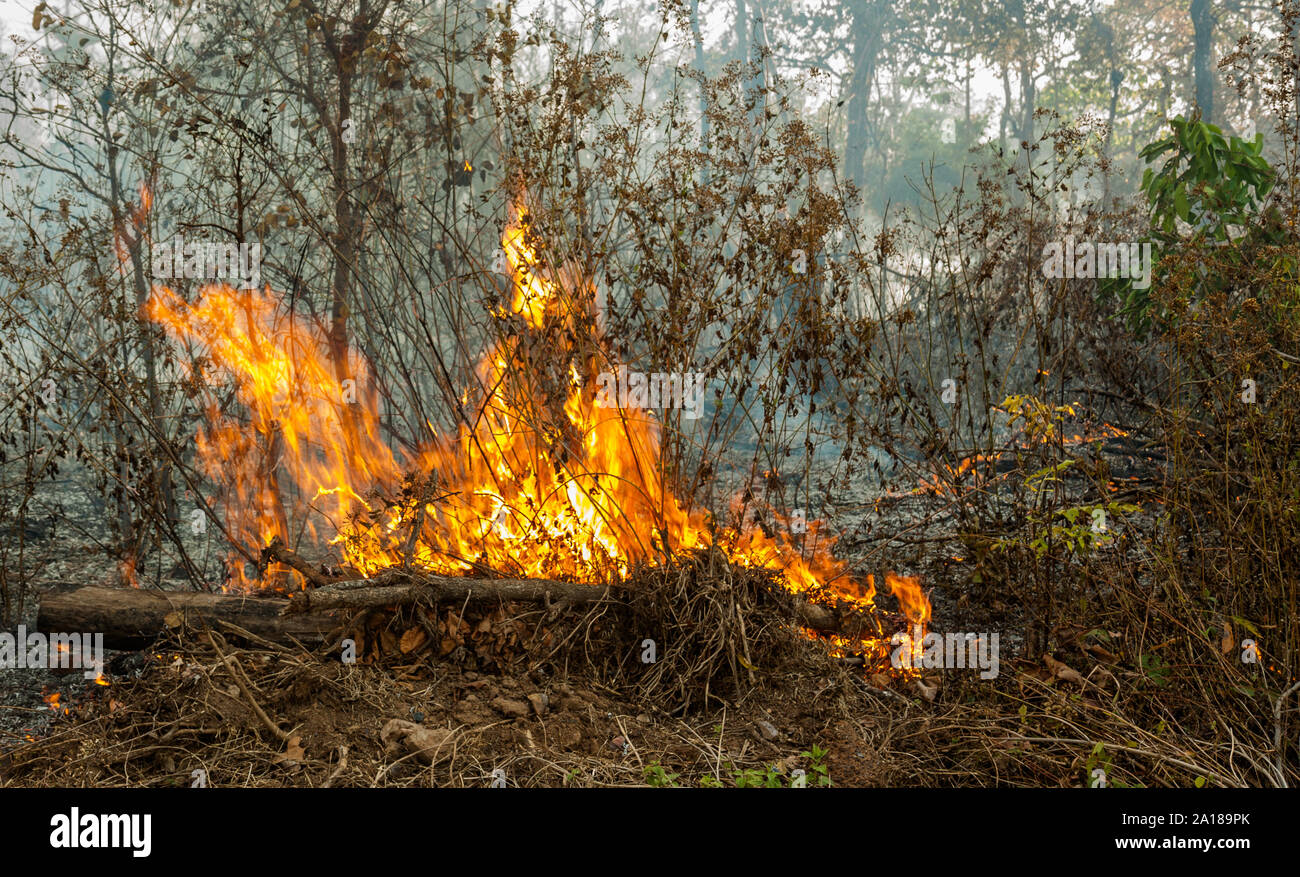 Brush Fire From Local Slash And Burn Agricultural Practices. Champasak ...