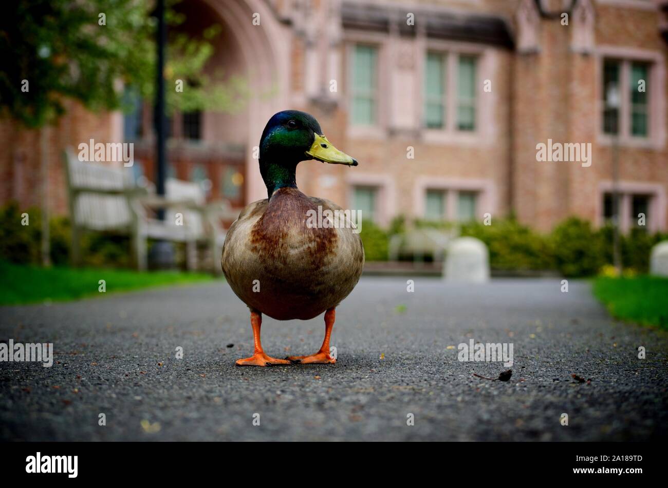University of Washington Mallard Duck Stock Photo